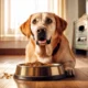 un perro labrador adulto comiendo pienso premium